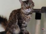 Asgard Koons Feye - Maine Coon Cat For Sale - Fort Worth, TX, US