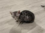 My love - Bengal Kitten For Sale - Newark, NJ, US