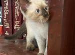 Red Berry - Siamese Cat For Sale - Winder, GA, US