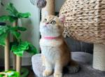 Aurora gold female - British Shorthair Cat For Sale - State College, PA, US