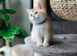 Apricot gold male - British Shorthair Cat For Sale - New York, NY, US