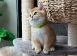 Muffin gold male - British Shorthair Cat For Sale - New York, NY, US