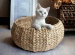 Star silver female - British Shorthair Cat For Sale - State College, PA, US