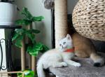 Meimei silver female - British Shorthair Cat For Sale - Indianapolis, IN, US