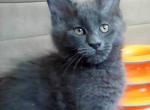 Lazuli - Maine Coon Cat For Sale - Tonasket, WA, US