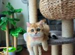 Aurora gold female - British Shorthair Cat For Sale - Indianapolis, IN, US