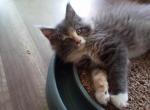 Ariel - Maine Coon Cat For Sale - Tonasket, WA, US