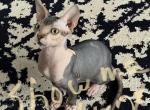 Mikey - Sphynx Cat For Sale - St. Louis, MO, US