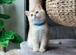 Apricot gold male - British Shorthair Cat For Sale - Fairfax, VA, US