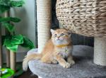 Niko gold male - British Shorthair Cat For Sale - Fairfax, VA, US