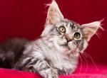 Quinton - Maine Coon Cat For Sale - Brooklyn, NY, US