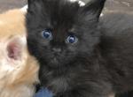 Reserved Baby boy Frankie - Maine Coon Cat For Sale - Chipley, FL, US