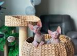 Kiwi and Fluffy - Sphynx Kitten For Sale - Boston, MA, US