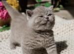 charlottes lilac kitten - Scottish Straight Cat For Sale - Arvada, CO, US