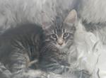 Nancy - Maine Coon Cat For Sale - Westfield, MA, US