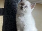 charlottes white kitten - Scottish Straight Cat For Sale - Arvada, CO, US