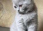 kira lilac kitten - Scottish Straight Cat For Sale - Arvada, CO, US