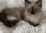 Camie - Ragdoll Cat For Sale - 