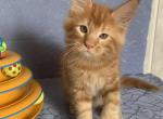 Benjamin - Maine Coon Cat For Sale - Norwalk, CT, US