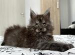 Atlantik - Maine Coon Cat For Sale - Norwalk, CT, US