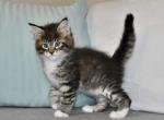 Conan - Maine Coon Cat For Sale - Norwalk, CT, US