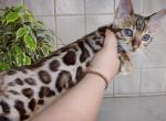 Felix - Bengal Cat For Sale - Miami, FL, US