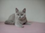 Dominic - British Shorthair Cat For Sale - Miami, FL, US