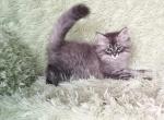 Zaznoba - Siberian Cat For Sale - Miami, FL, US