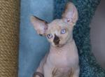 Finch - Sphynx Cat For Sale - Norwalk, CT, US