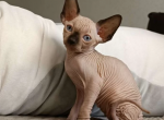 Canadian Sphynx Murray - Sphynx Cat For Sale - Abington, PA, US