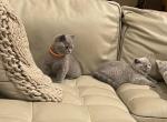 British shothair - British Shorthair Cat For Sale - Boonton, NJ, US