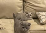 Scottish playful kittens - Scottish Fold Cat For Sale - Boonton, NJ, US