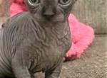 Canadian Sphynx Aurora - Sphynx Cat For Sale - Abington, PA, US