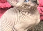 Canadian Sphynx Angelica - Sphynx Cat For Sale - Abington, PA, US