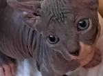 Dwelf Gloria - Sphynx Cat For Sale - Abington, PA, US