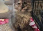 ZiaMaineCoons Fuji Blossom - Maine Coon Cat For Sale - Hobbs, NM, US