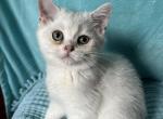 Max - British Shorthair Cat For Sale - New York, NY, US