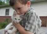 Red Silver and White Babies - Maine Coon Cat For Sale - Souderton, PA, US