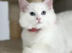 Cupcake pink - Ragdoll Cat For Sale - NC, US