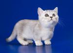 Jnina munchkin standard silver tortie ticked girl - Munchkin Cat For Sale - CA, US