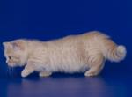 Nirro munchkin british cream boy with short legs - Munchkin Cat For Sale - CA, US