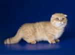 Sedd boy Scottish kilt golden munchkin standard - Munchkin Cat For Sale - CA, US