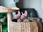 Fluffy - Sphynx Cat For Sale - Fairfax, VA, US