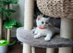 Meimei - British Shorthair Cat For Sale - Fairfax, VA, US