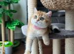 Aurora - British Shorthair Cat For Sale - Fairfax, VA, US