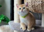 Muffin - British Shorthair Cat For Sale - Charlotte, NC, US