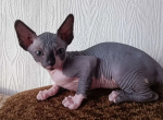 Canadian Sphynx Margo - Sphynx Cat For Sale - Abington, PA, US