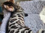 Bengal kittens available - Bengal Kitten For Sale - 