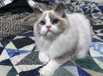 Luke - Ragdoll Cat For Sale - Tuscaloosa, AL, US