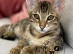 F3 Savannah Mia - Savannah Cat For Sale - Camden, NJ, US